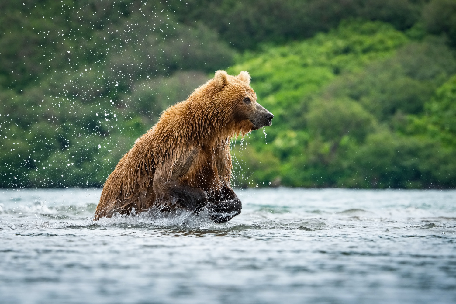 medvěd hnědý kamčatský (Ursus arctos beringianus) Kamchatka brown bear