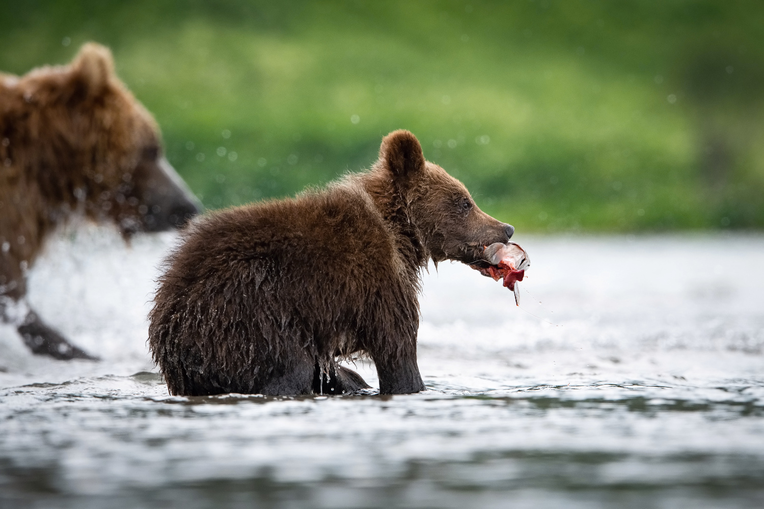 medvěd hnědý kamčatský (Ursus arctos beringianus) Kamchatka brown bear