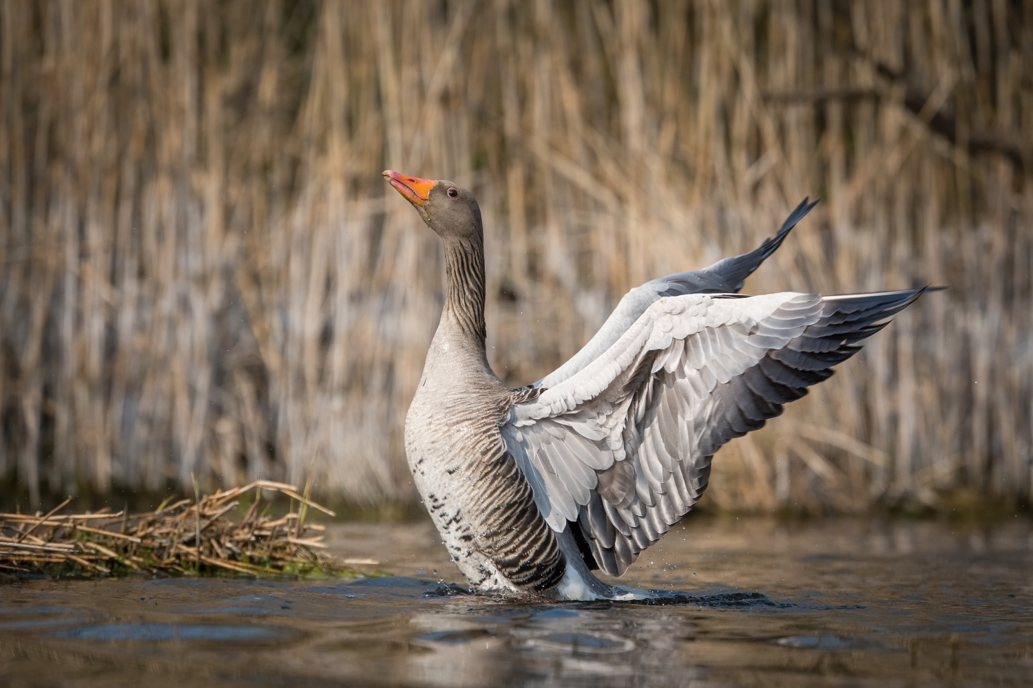 husa velká (Anser anser) Greylag goose