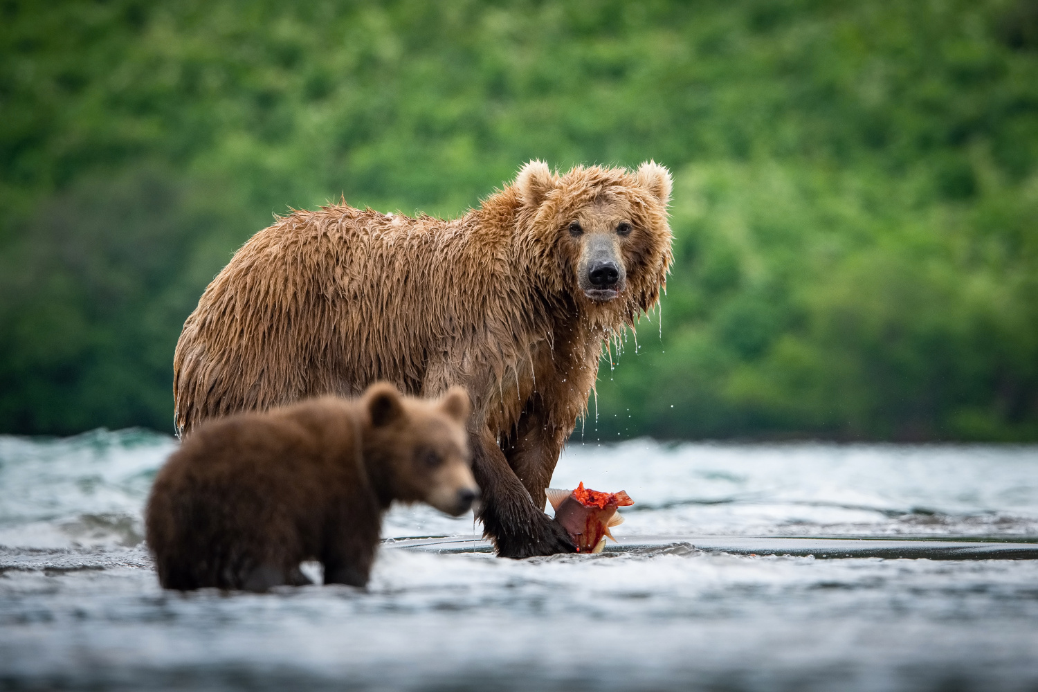 medvěd hnědý kamčatský (Ursus arctos beringianus) Kamchatka brown bear