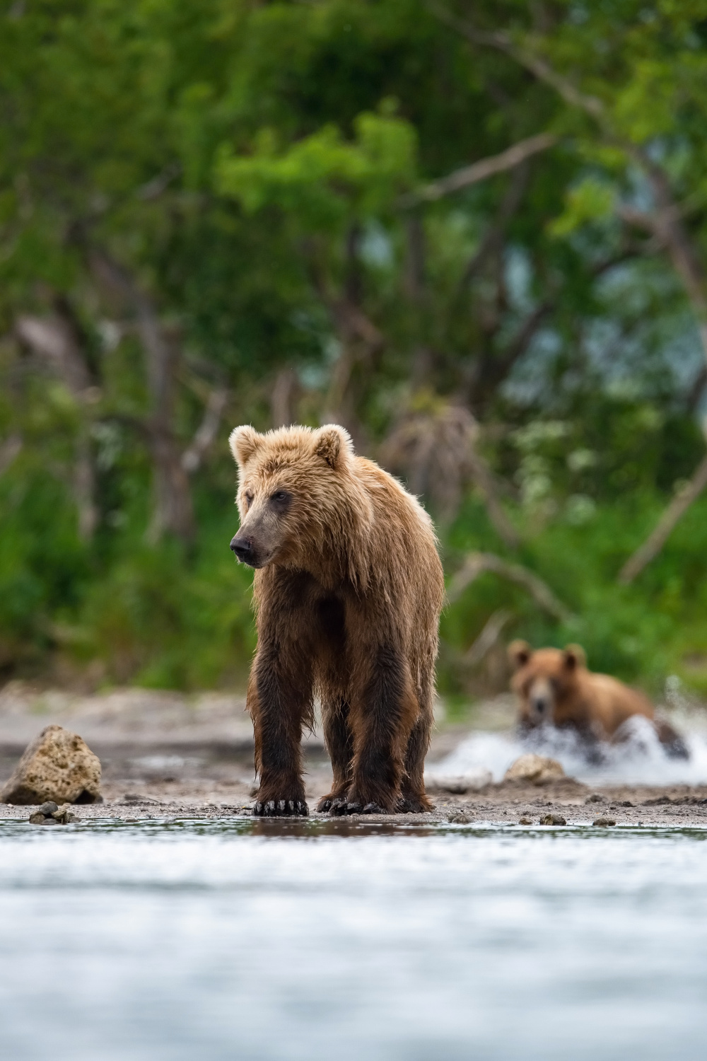 medvěd hnědý kamčatský (Ursus arctos beringianus) Kamchatka brown bear