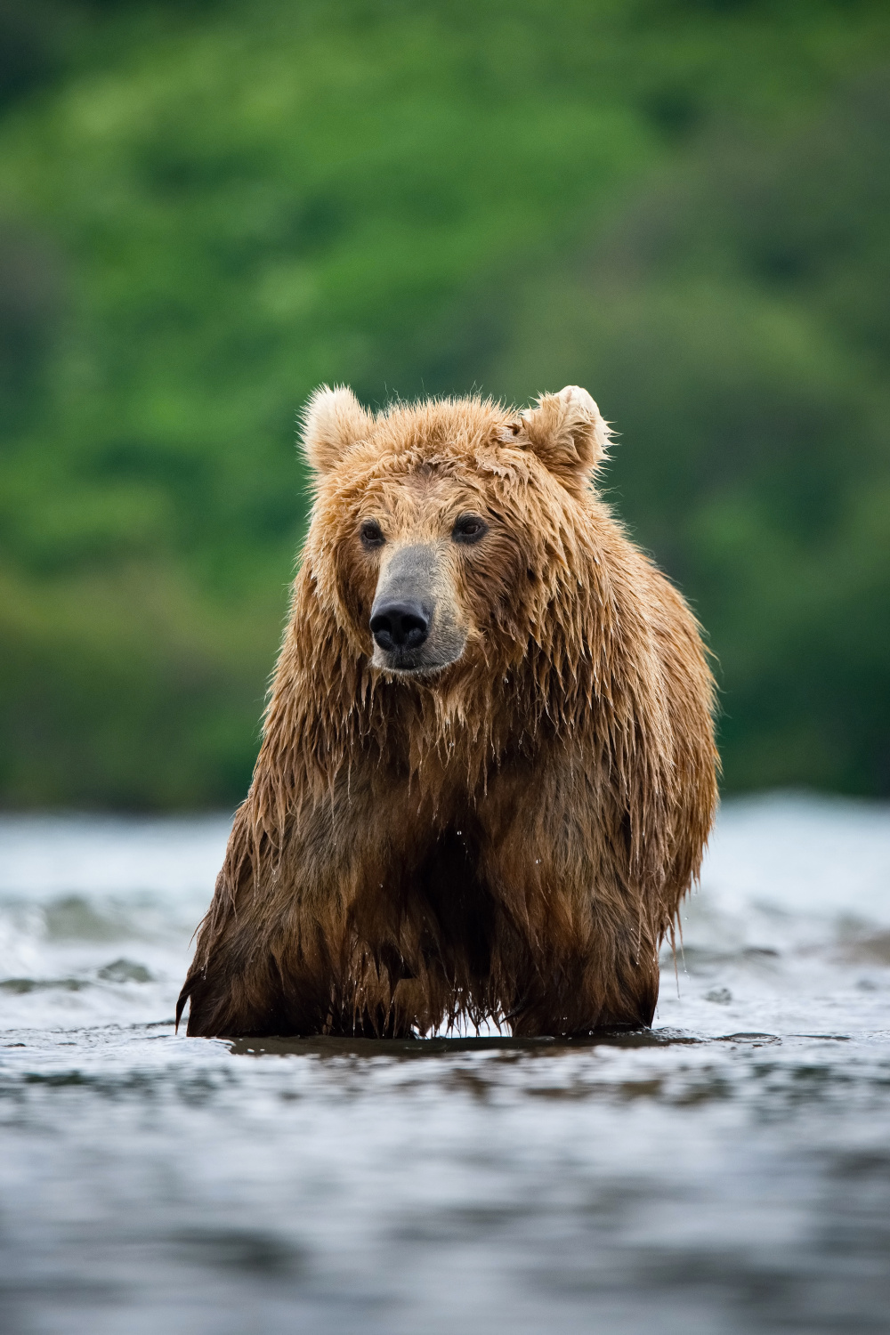 medvěd hnědý kamčatský (Ursus arctos beringianus) Kamchatka brown bear