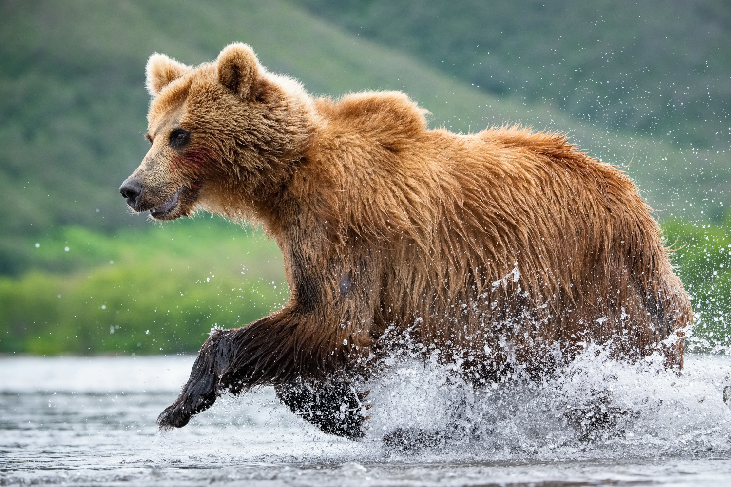 medvěd hnědý kamčatský (Ursus arctos beringianus) Kamchatka brown bear