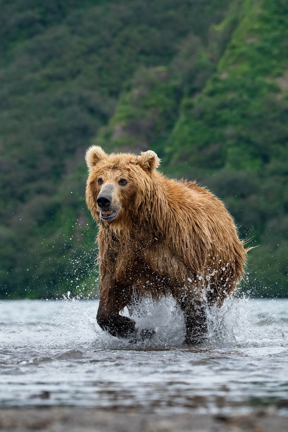 medvěd hnědý kamčatský (Ursus arctos beringianus) Kamchatka brown bear