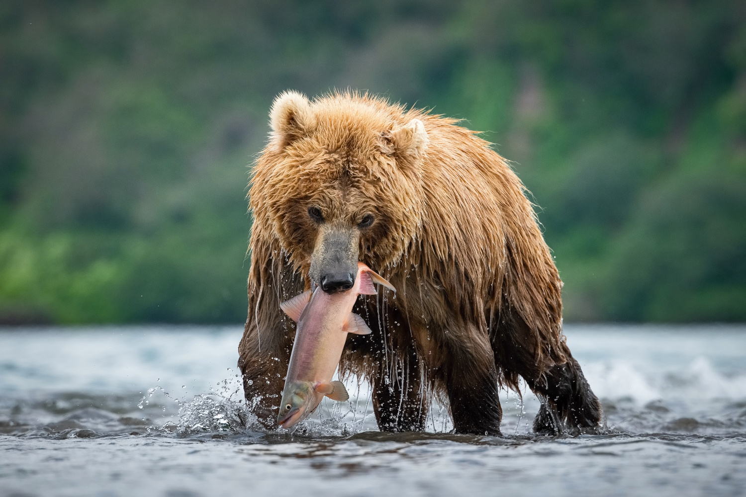 medvěd hnědý kamčatský (Ursus arctos beringianus) Kamchatka brown bear