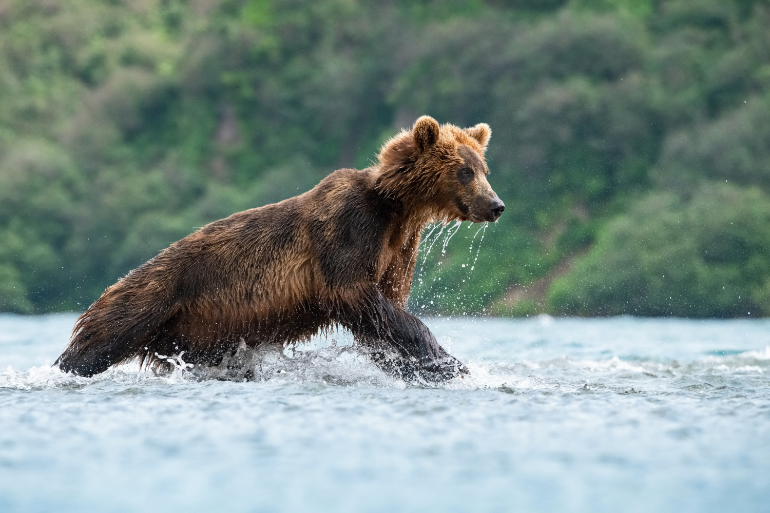 medvěd hnědý kamčatský (Ursus arctos beringianus) Kamchatka brown bear