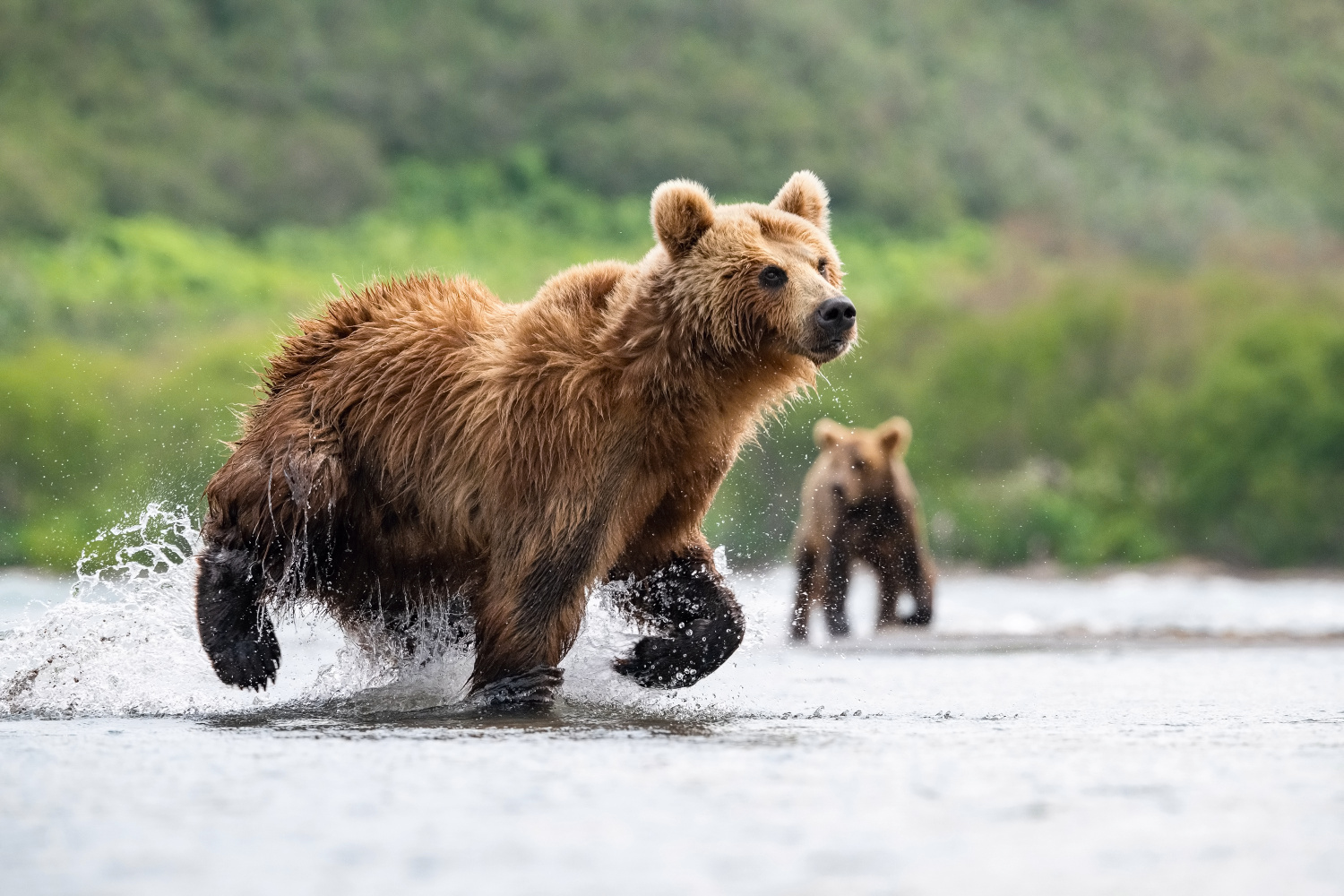 medvěd hnědý kamčatský (Ursus arctos beringianus) Kamchatka brown bear