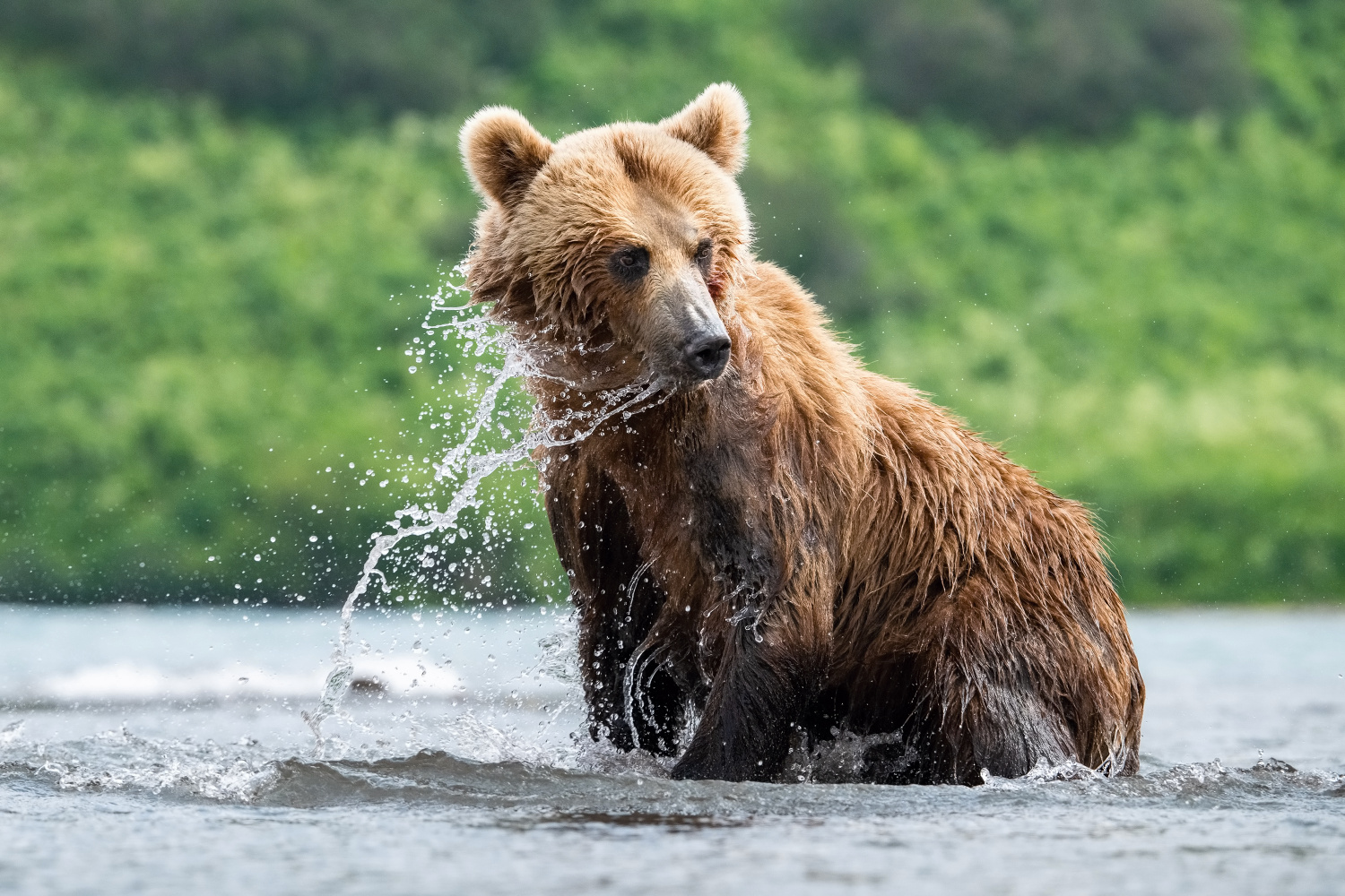 medvěd hnědý kamčatský (Ursus arctos beringianus) Kamchatka brown bear