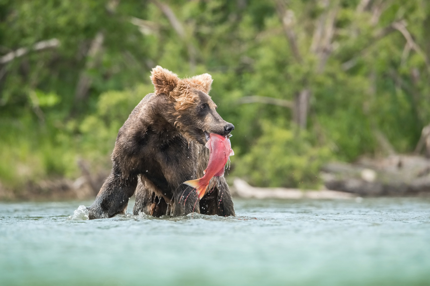 medvěd hnědý kamčatský (Ursus arctos beringianus) Kamchatka brown bear