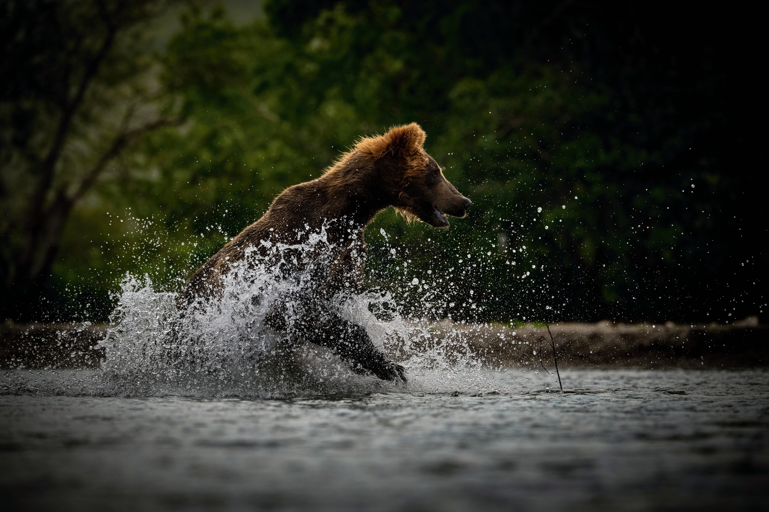 medvěd hnědý kamčatský (Ursus arctos beringianus) Kamchatka brown bear