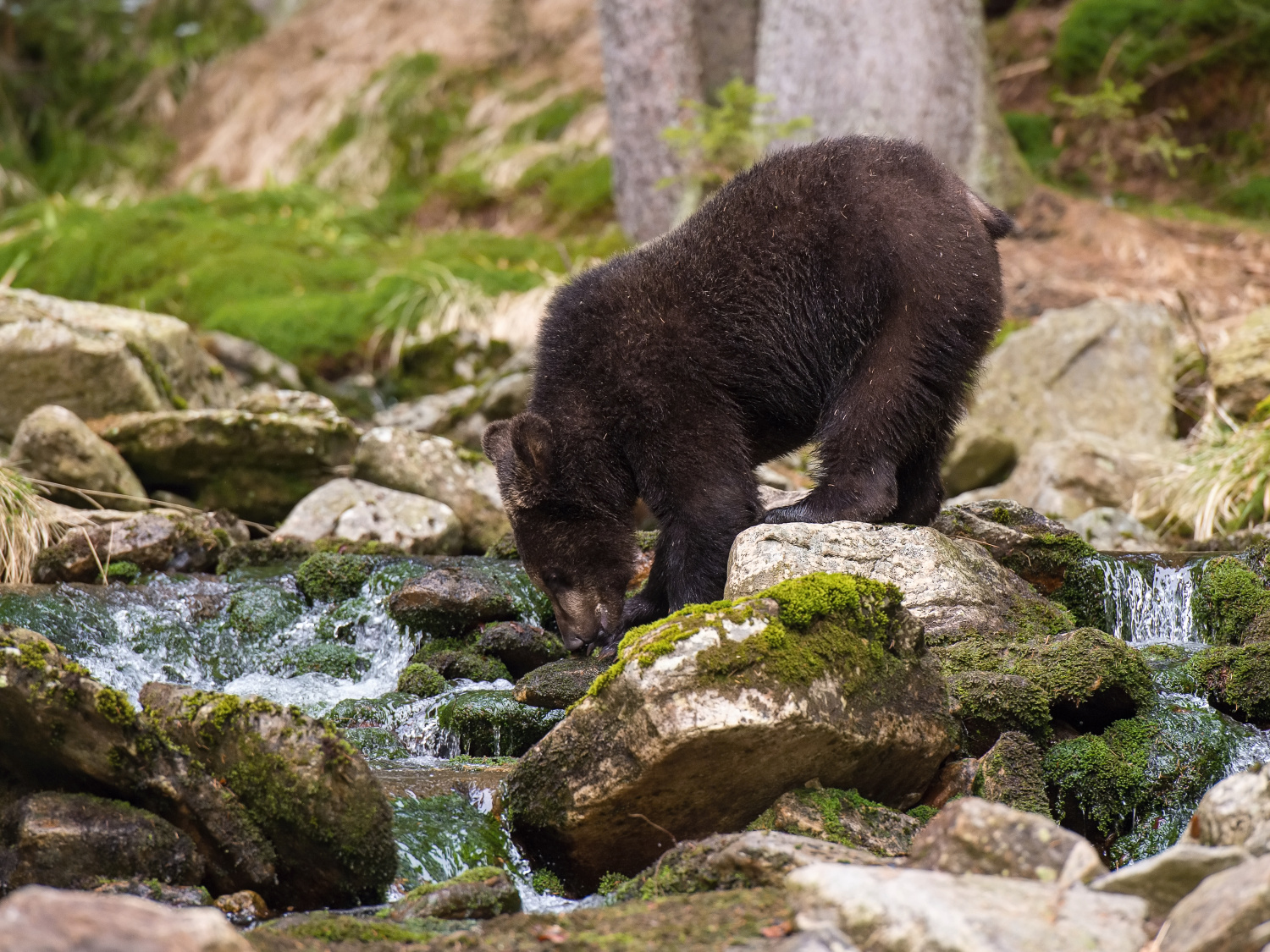 medvěd hnědý (Ursus arctos) Brown bear