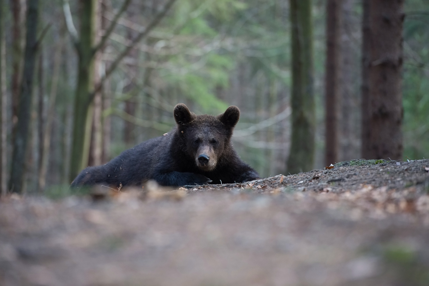 medvěd hnědý (Ursus arctos) Brown bear