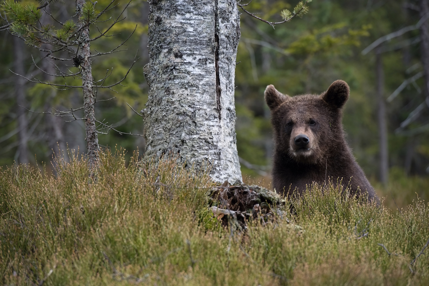 medvěd hnědý (Ursus arctos) Brown bear