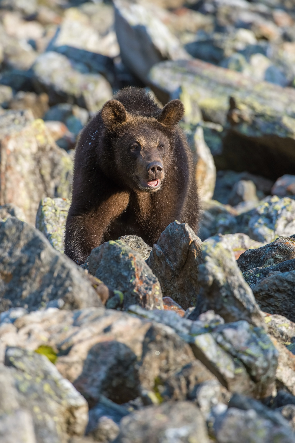 medvěd hnědý (Ursus arctos) Brown bear