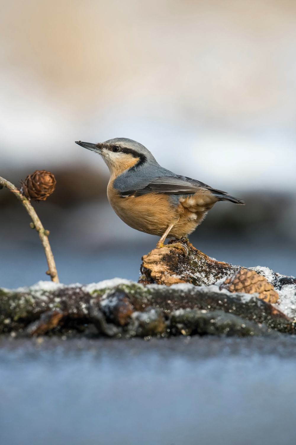 brhlík lesní (Sitta europaea) Eurasian nuthatch