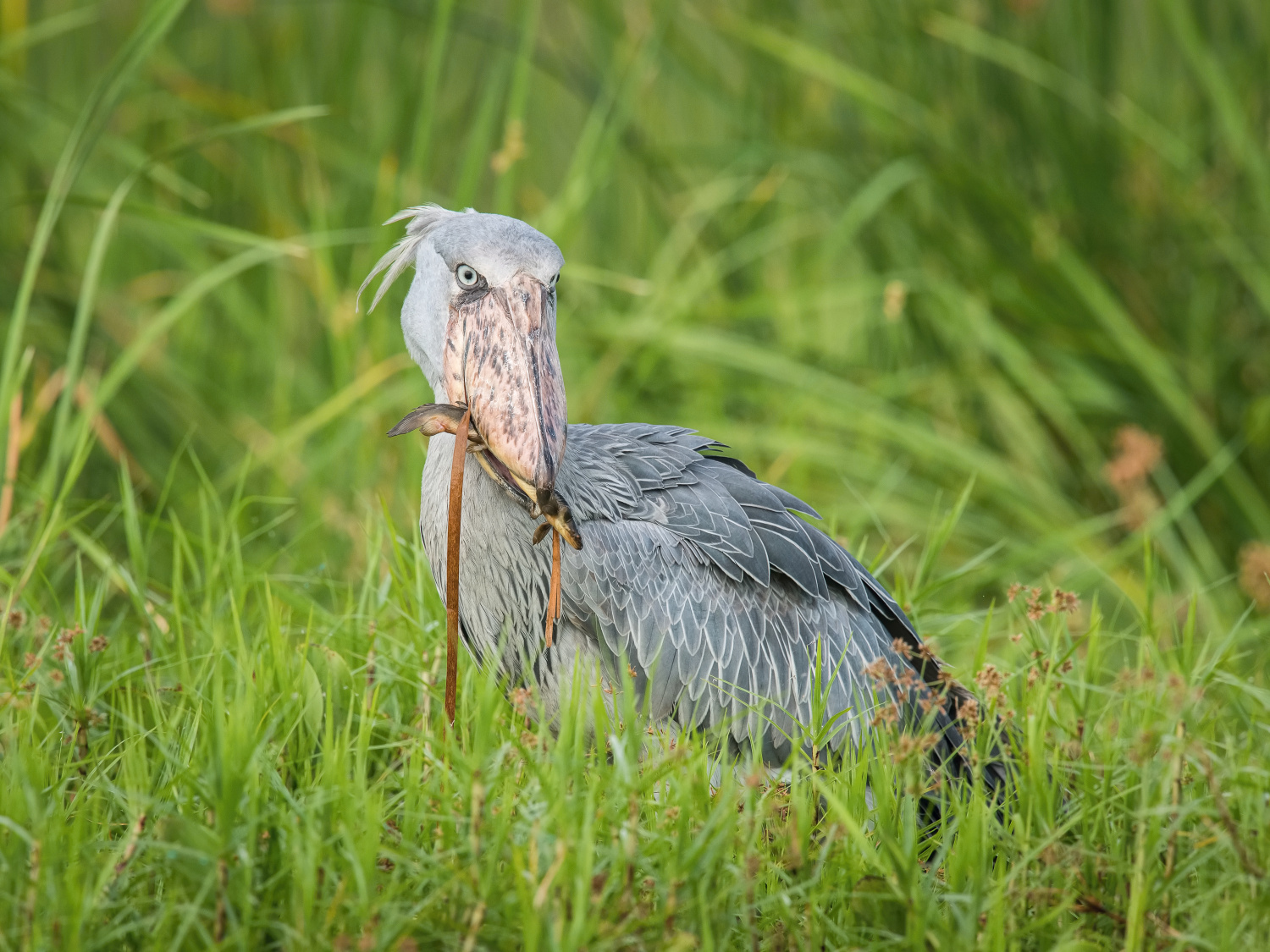 člunozobec africký (Balaeniceps rex) Shoebill