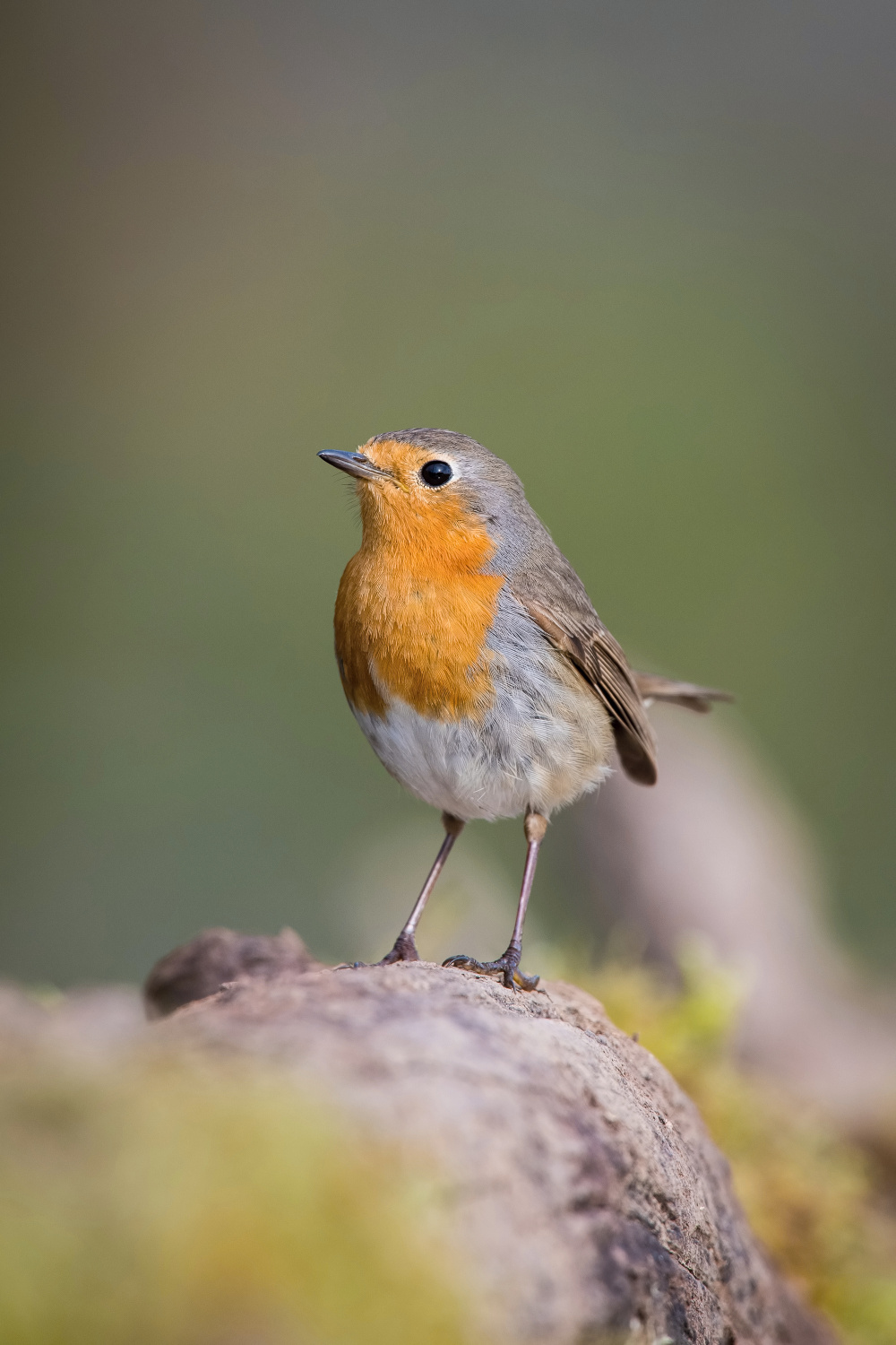 červenka obecná (Erithacus rubecula) European robin