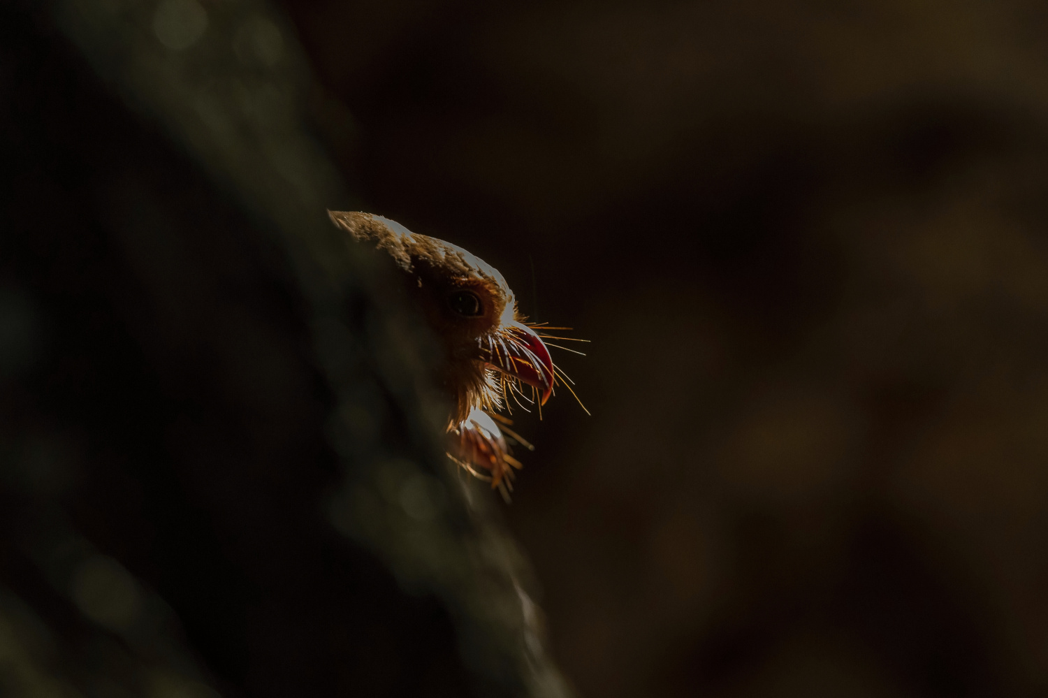 gvačaro jeskynní (Steatornis caripensis) Oilbird