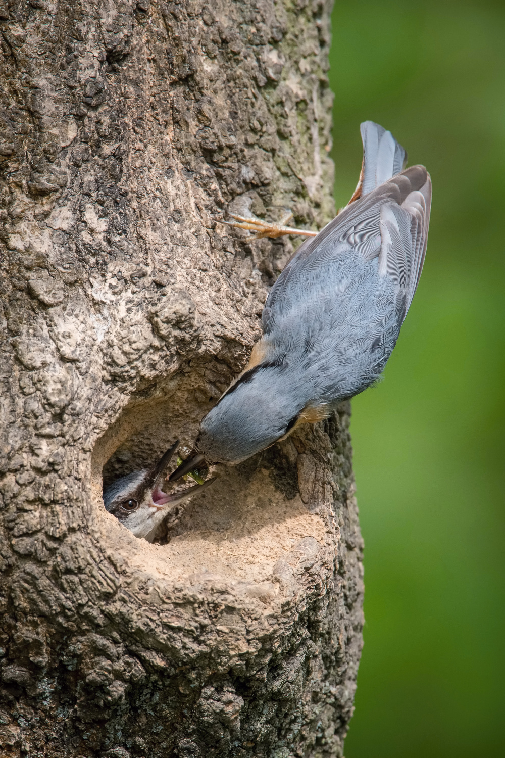 brhlík lesní (Sitta europaea) Eurasian nuthatch