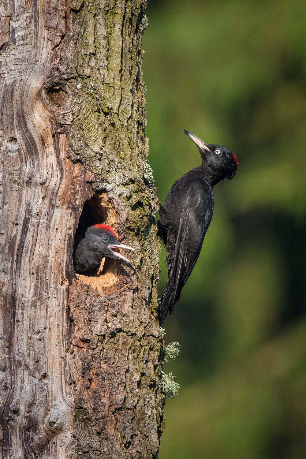 datel černý (Dryocopus martius) Black woodpecker