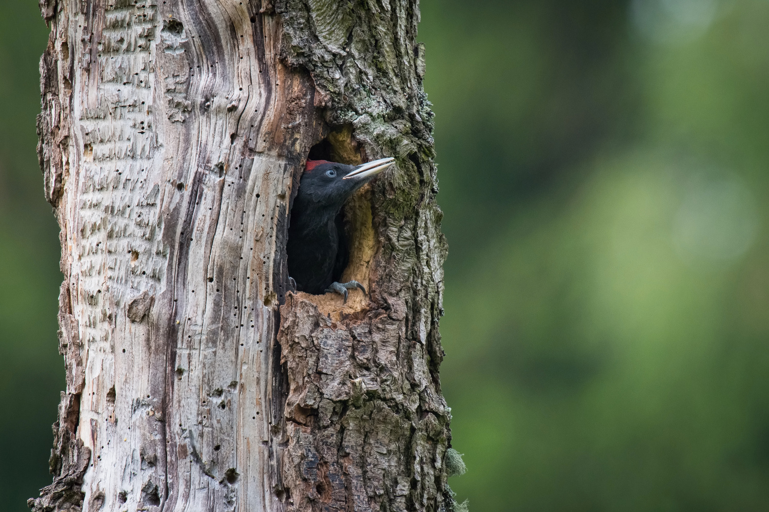 datel černý (Dryocopus martius) Black woodpecker