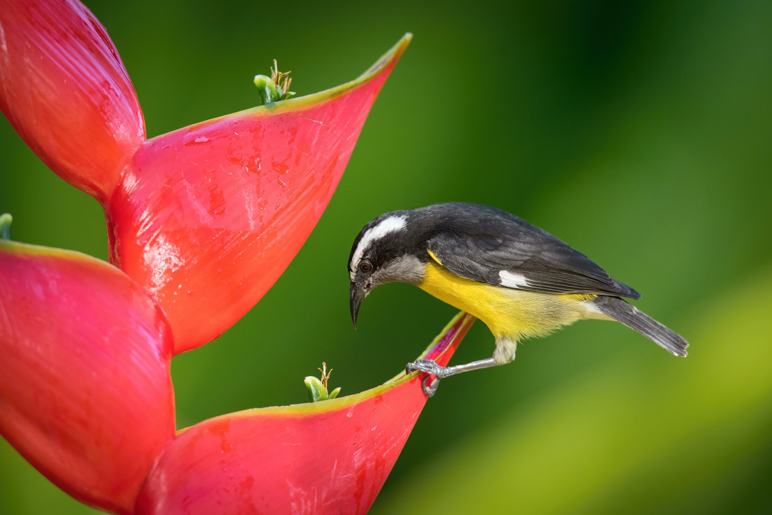 banakit americký (Coereba flaveola) Bananaquit