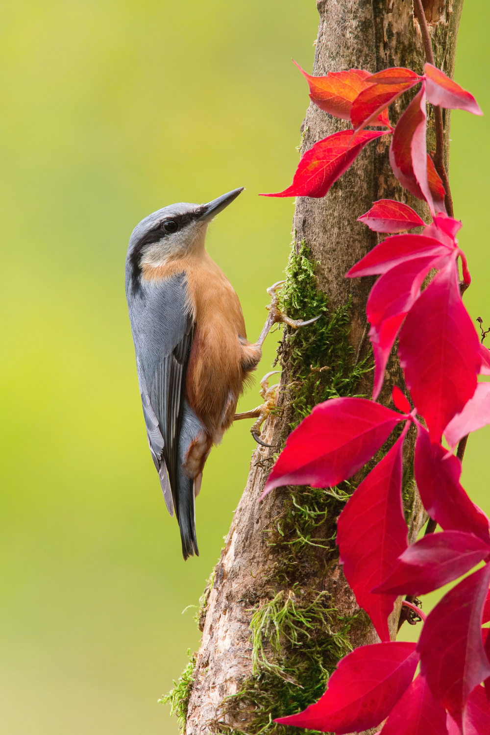 brhlík lesní (Sitta europaea) Eurasian nuthatch