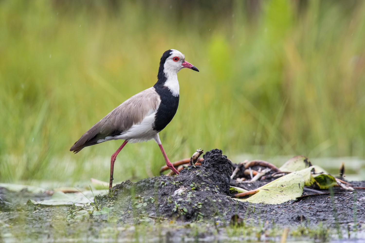 čejka bělohlavá (Vanellus crassirostris) Long-toed lapwing