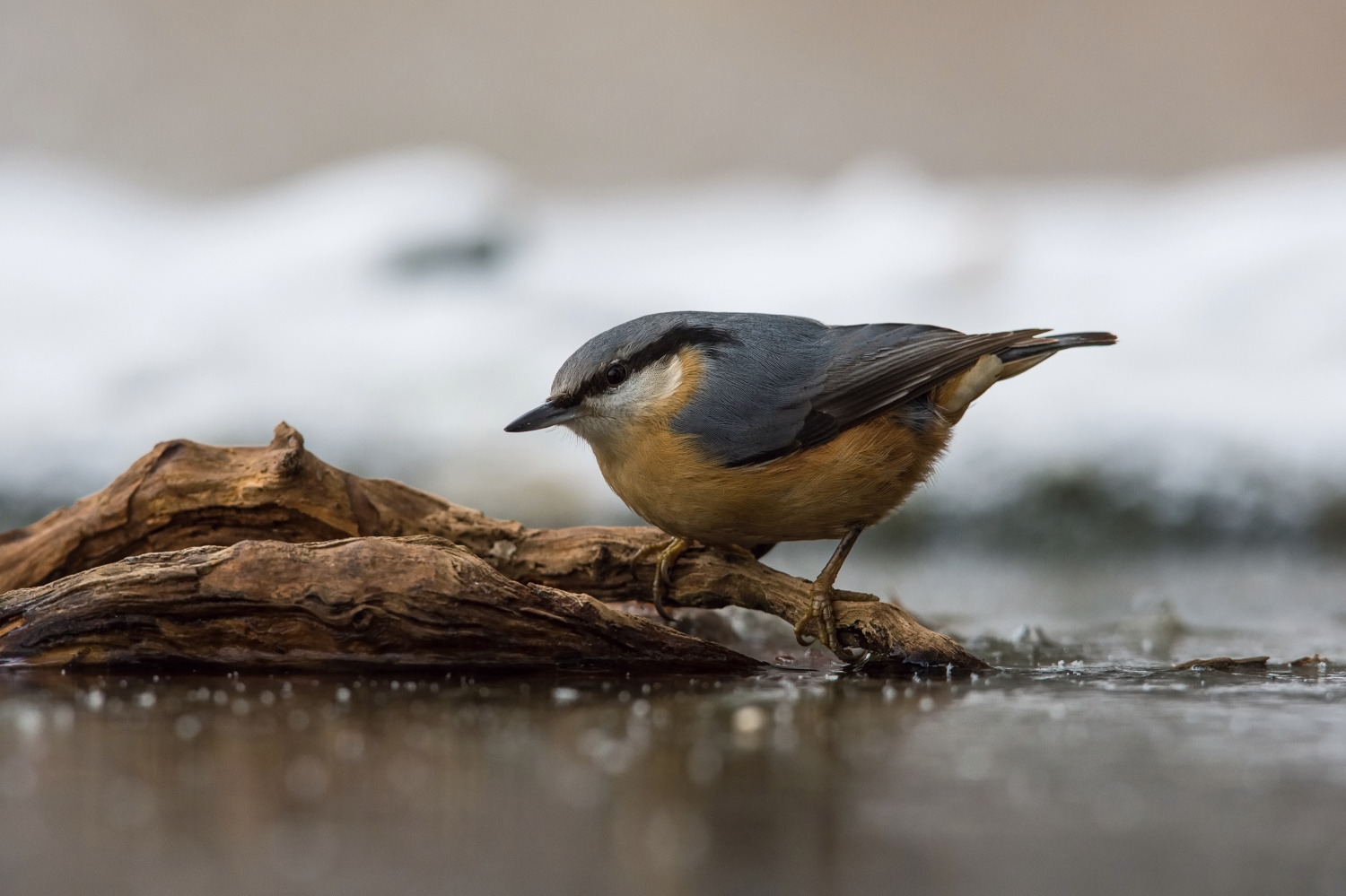 brhlík lesní (Sitta europaea) Eurasian nuthatch