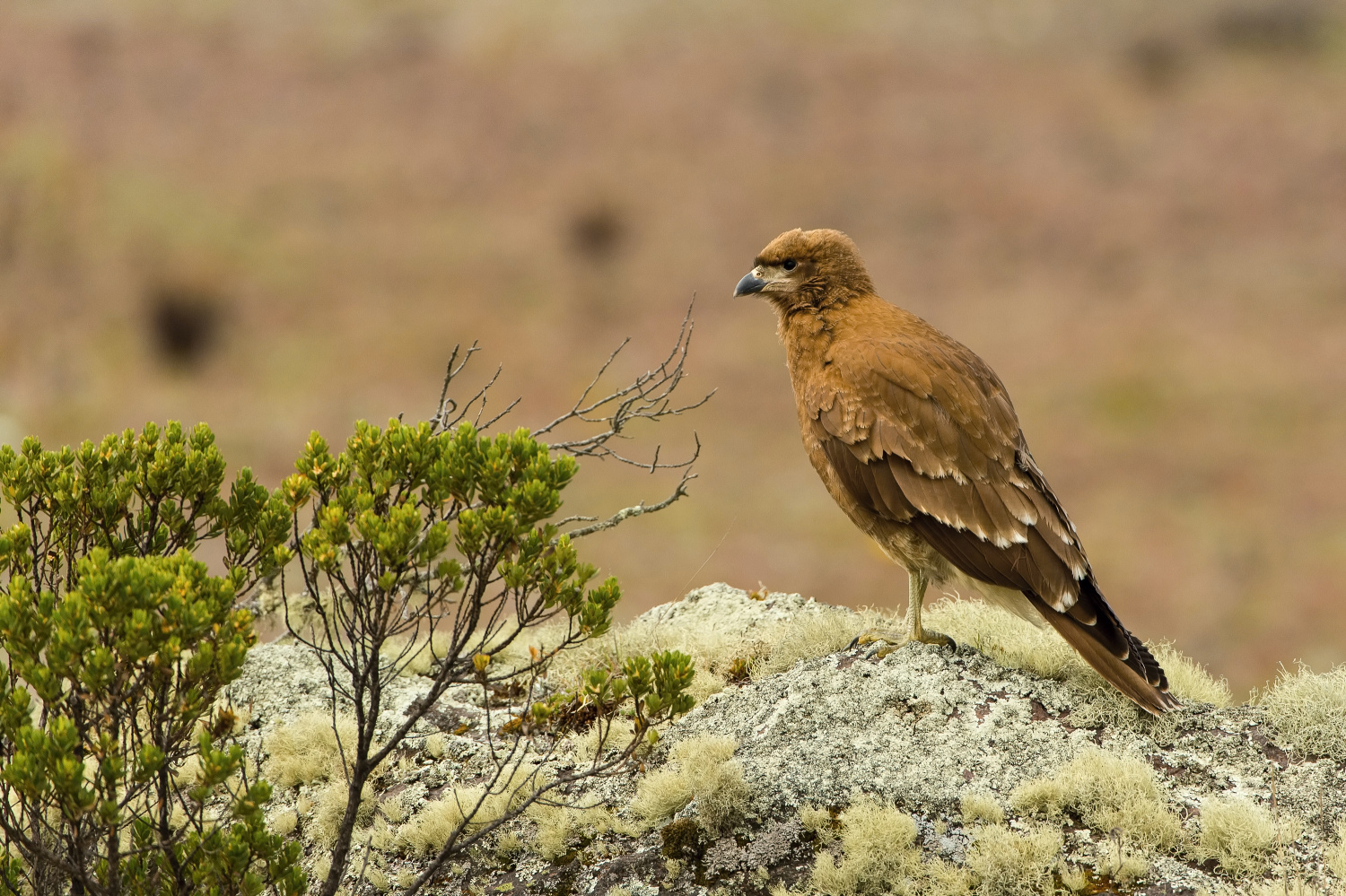 čimango andský (Phalcoboenus carunculatus) Carunculated caracara