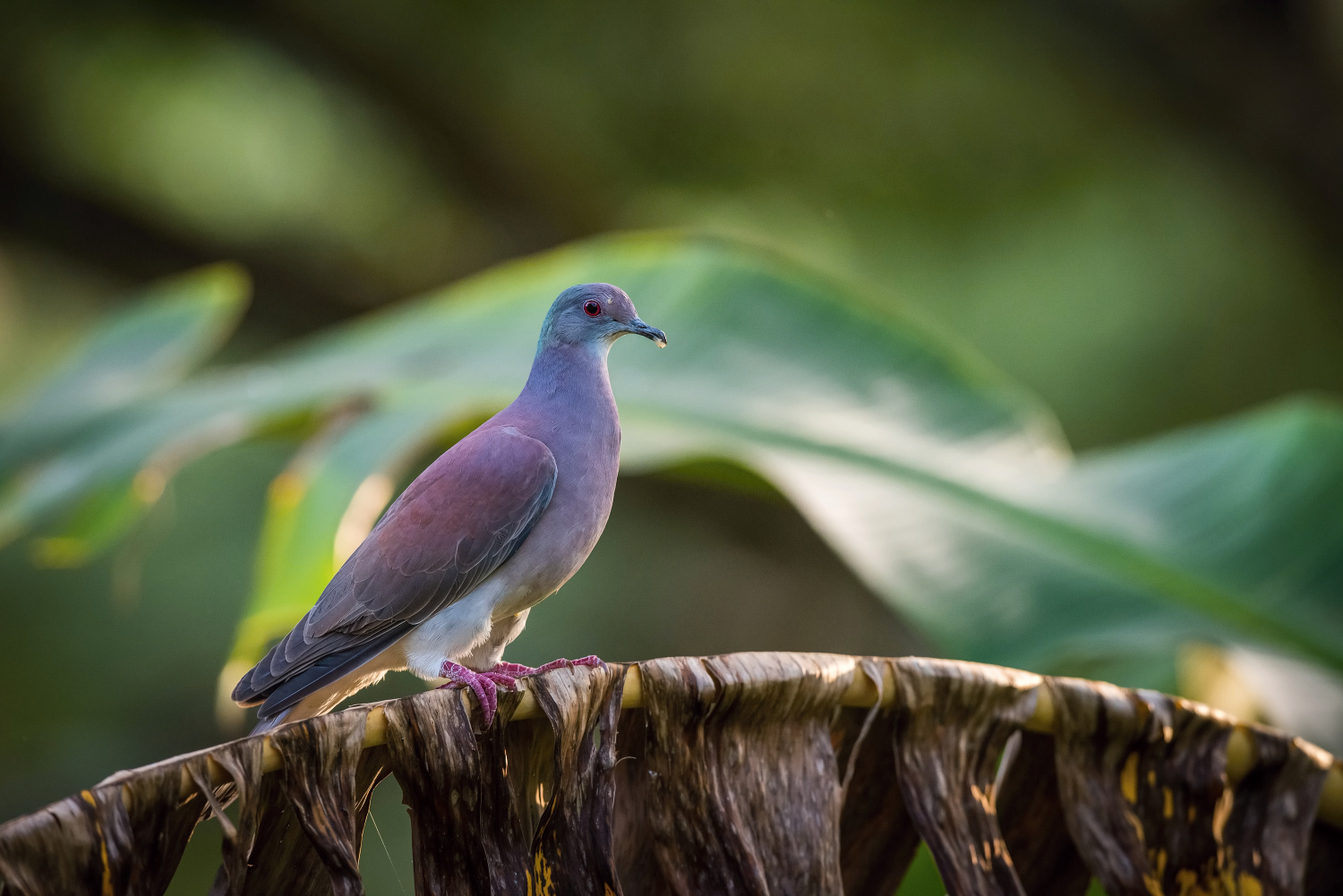 holub neotropický (Patagioenas cayennensis) Pale-vented pigeon