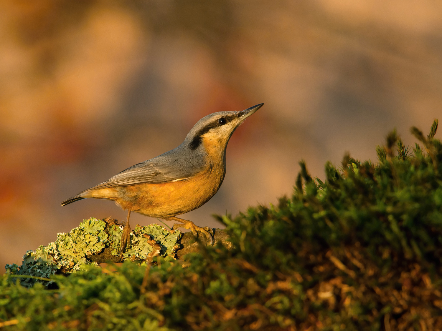 brhlík lesní (Sitta europaea) Eurasian nuthatch