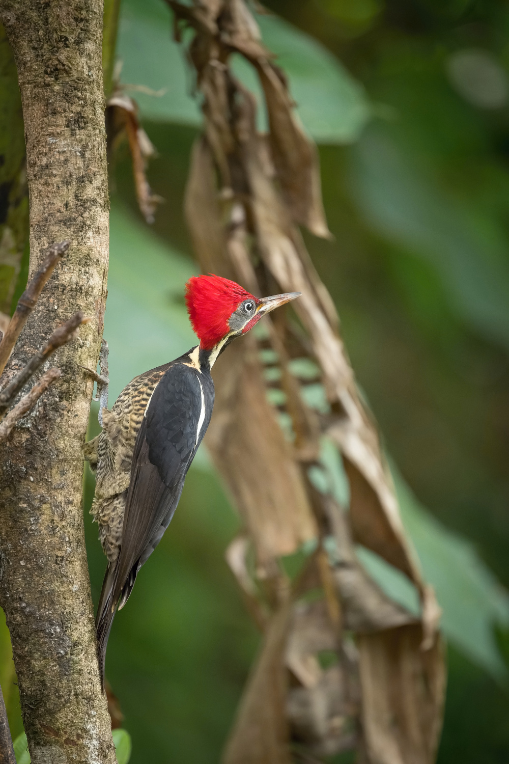 datel čárkovaný (Dryocopus lineatus) Lineated woodpecker
