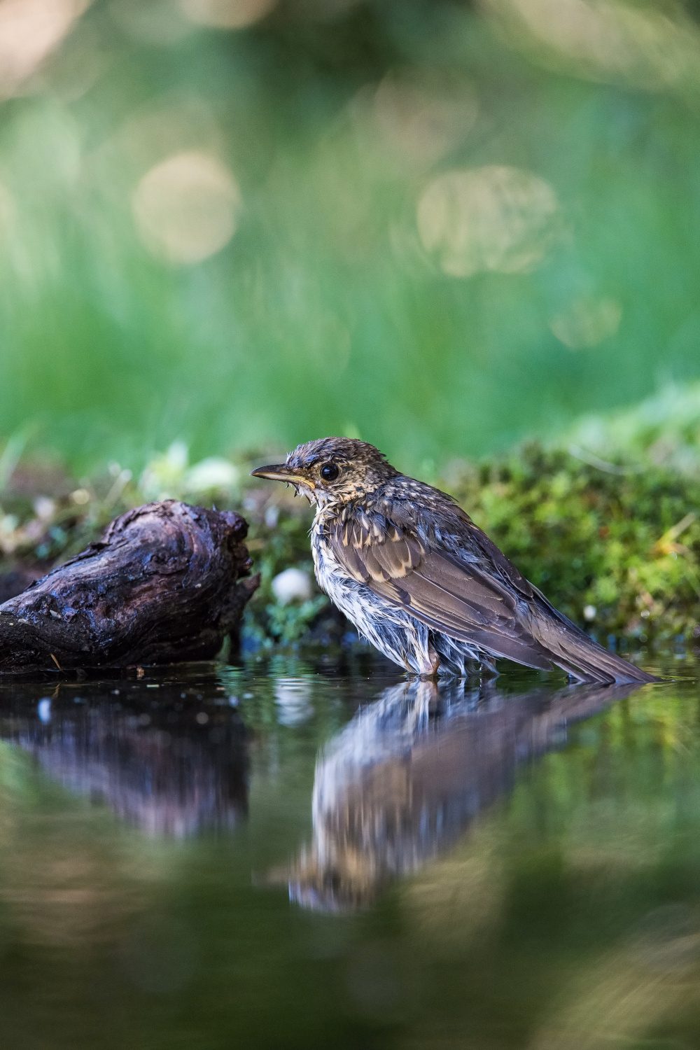 drozd zpěvný (Turdus philomelos) Song thrush