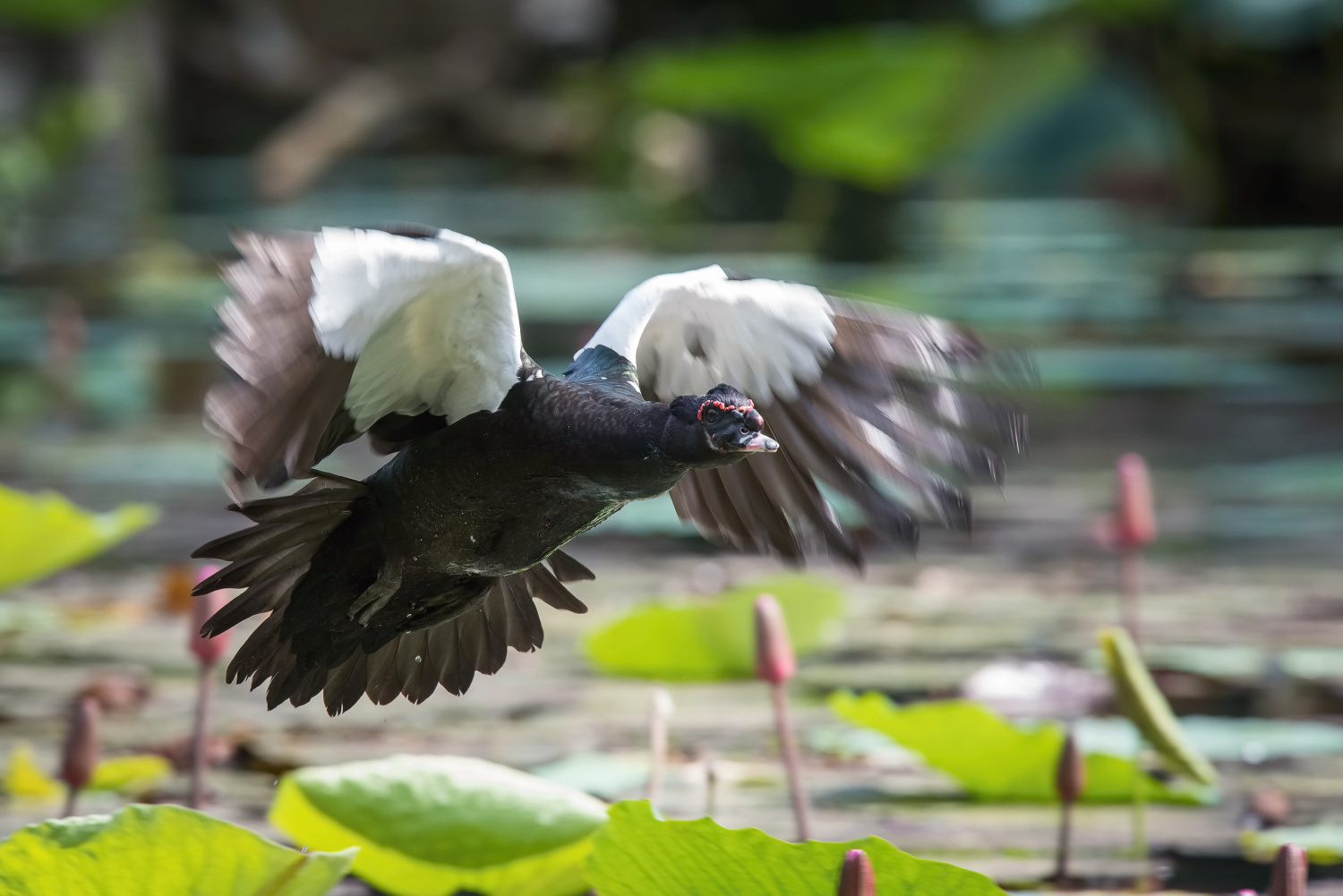 pižmovka velká (Cairina moschata) Muscovy duck