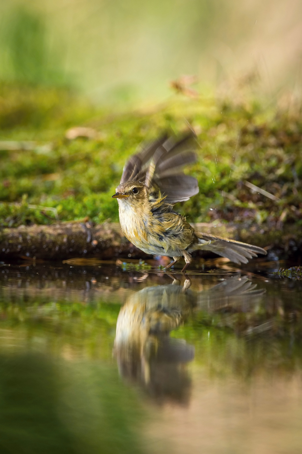 budníček menší (Phylloscopus collybita) Common chiffchaff