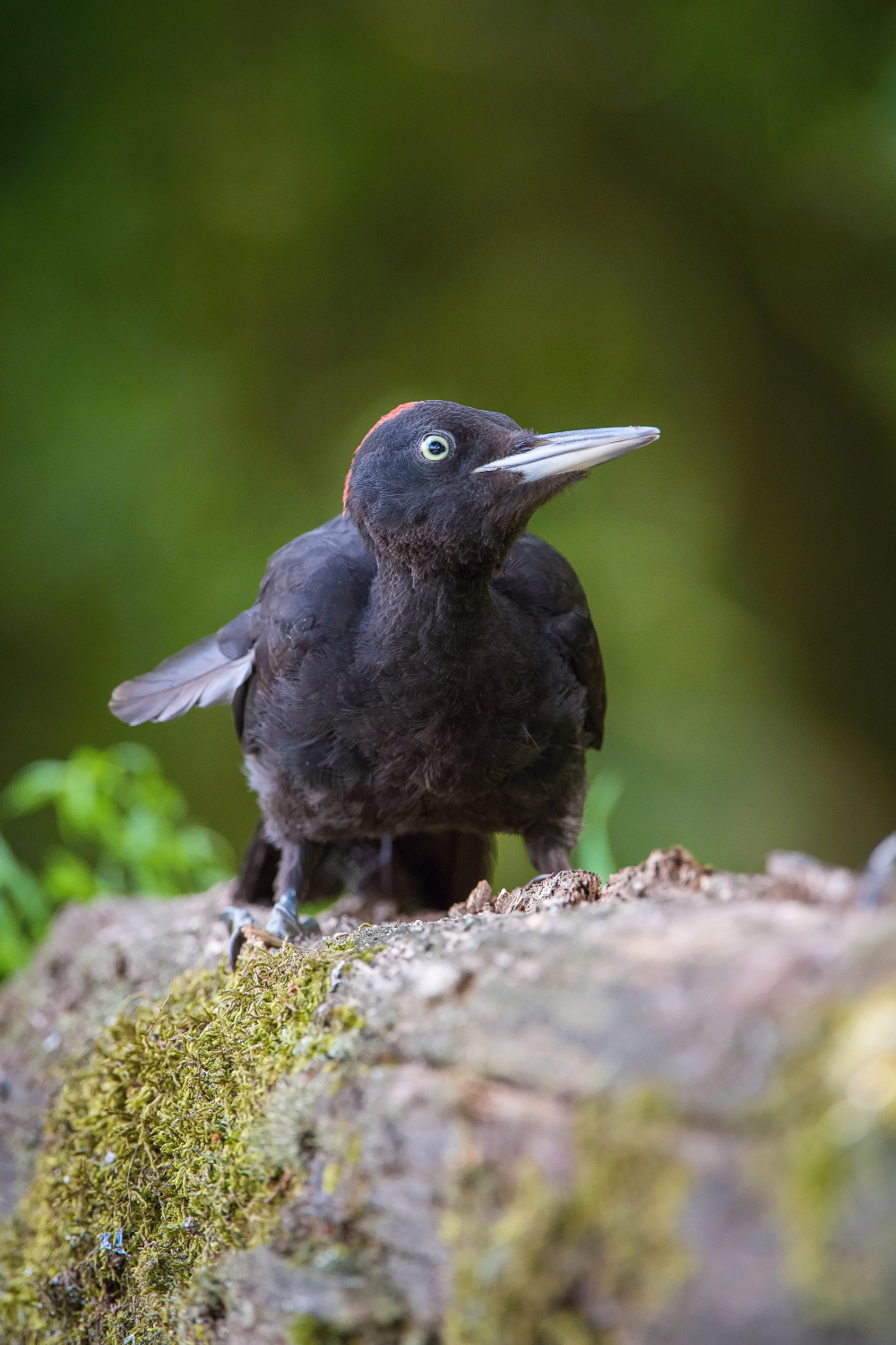 datel černý (Dryocopus martius) Black woodpecker