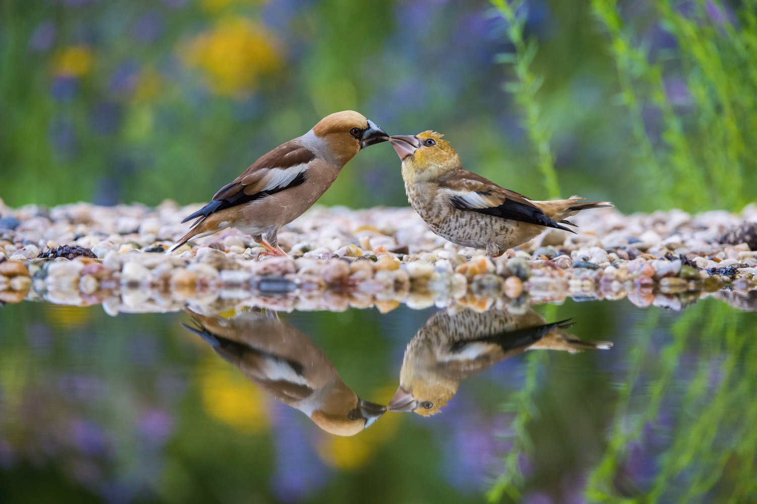 dlask tlustozobý (Coccothraustes coccothraustes) Hawfinch