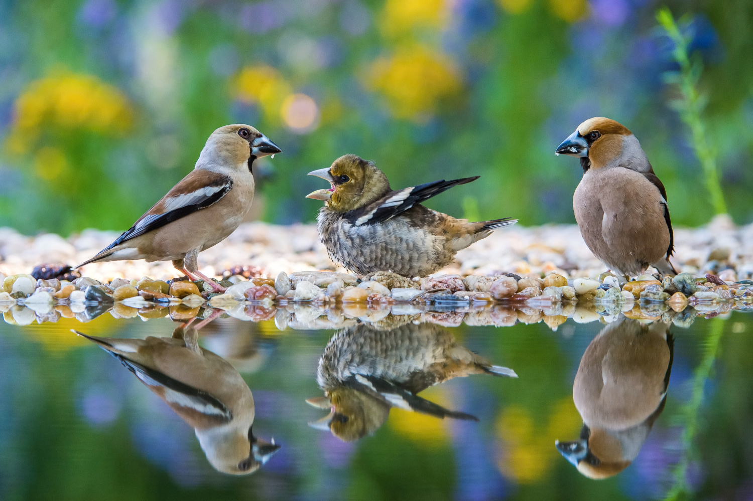 dlask tlustozobý (Coccothraustes coccothraustes) Hawfinch