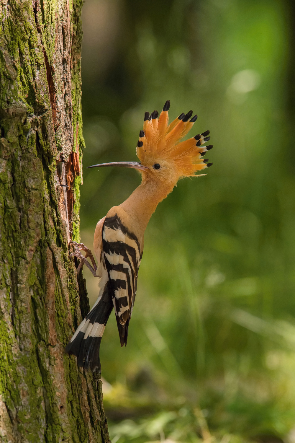 dudek chocholatý (Upupa epops) Eurasian hoopoe