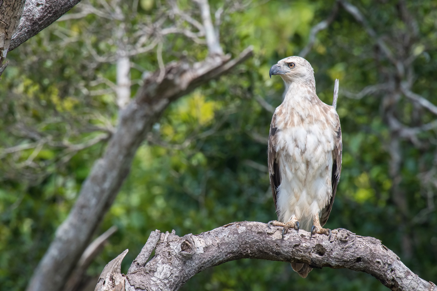 orel bělobřichý (Haliaeetus leucogaster) White-bellied sea eagle