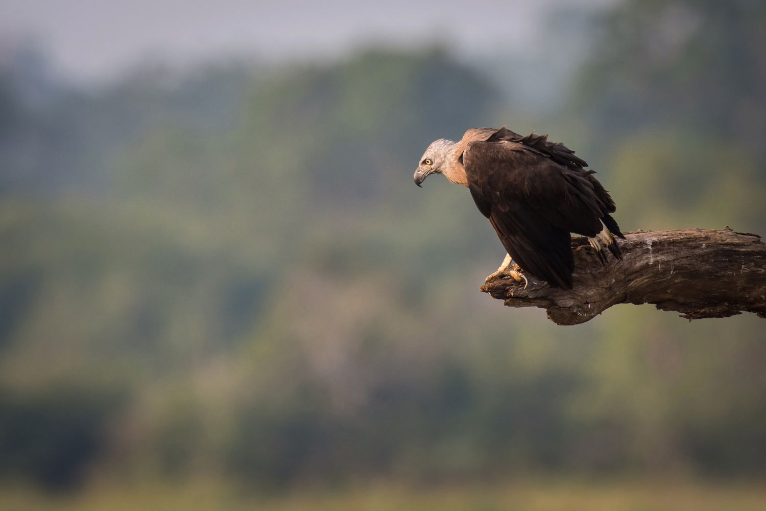 orel bělobřichý (Haliaeetus leucogaster) White-bellied sea eagle