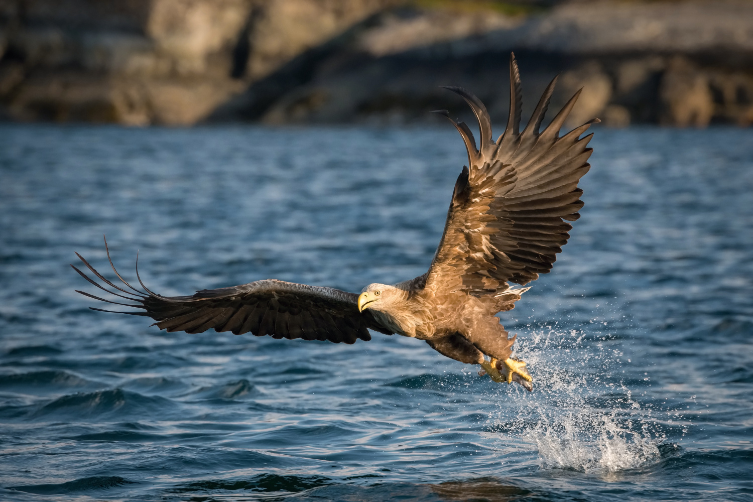 orel mořský (Haliaeetus albicilla) White-tailed eagle