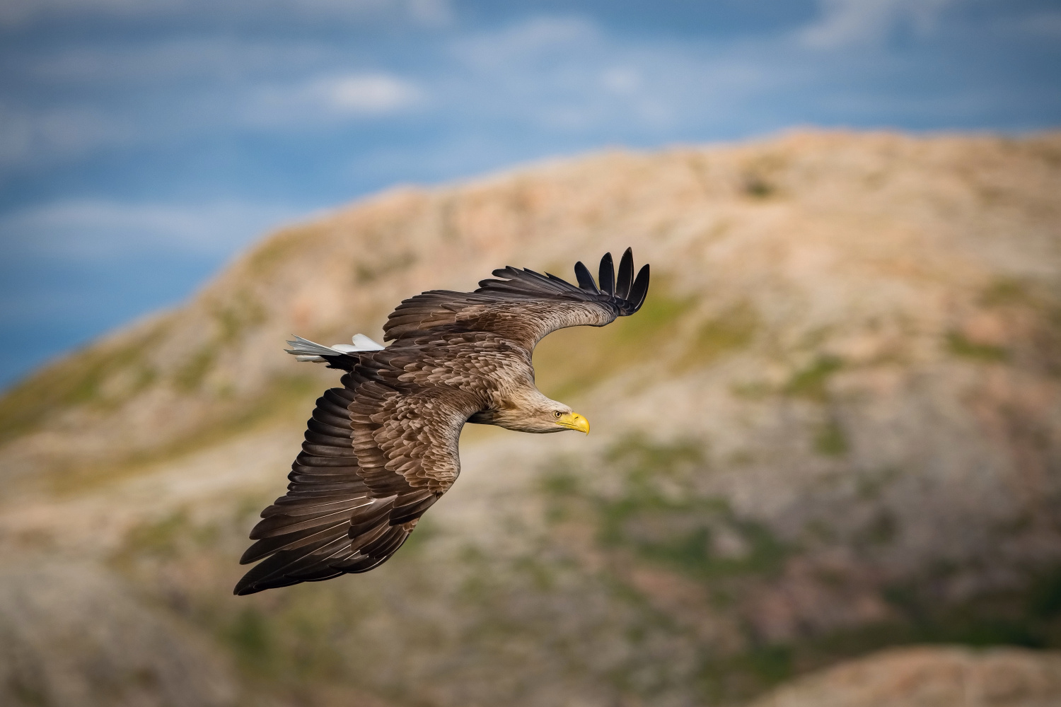 orel mořský (Haliaeetus albicilla) White-tailed eagle