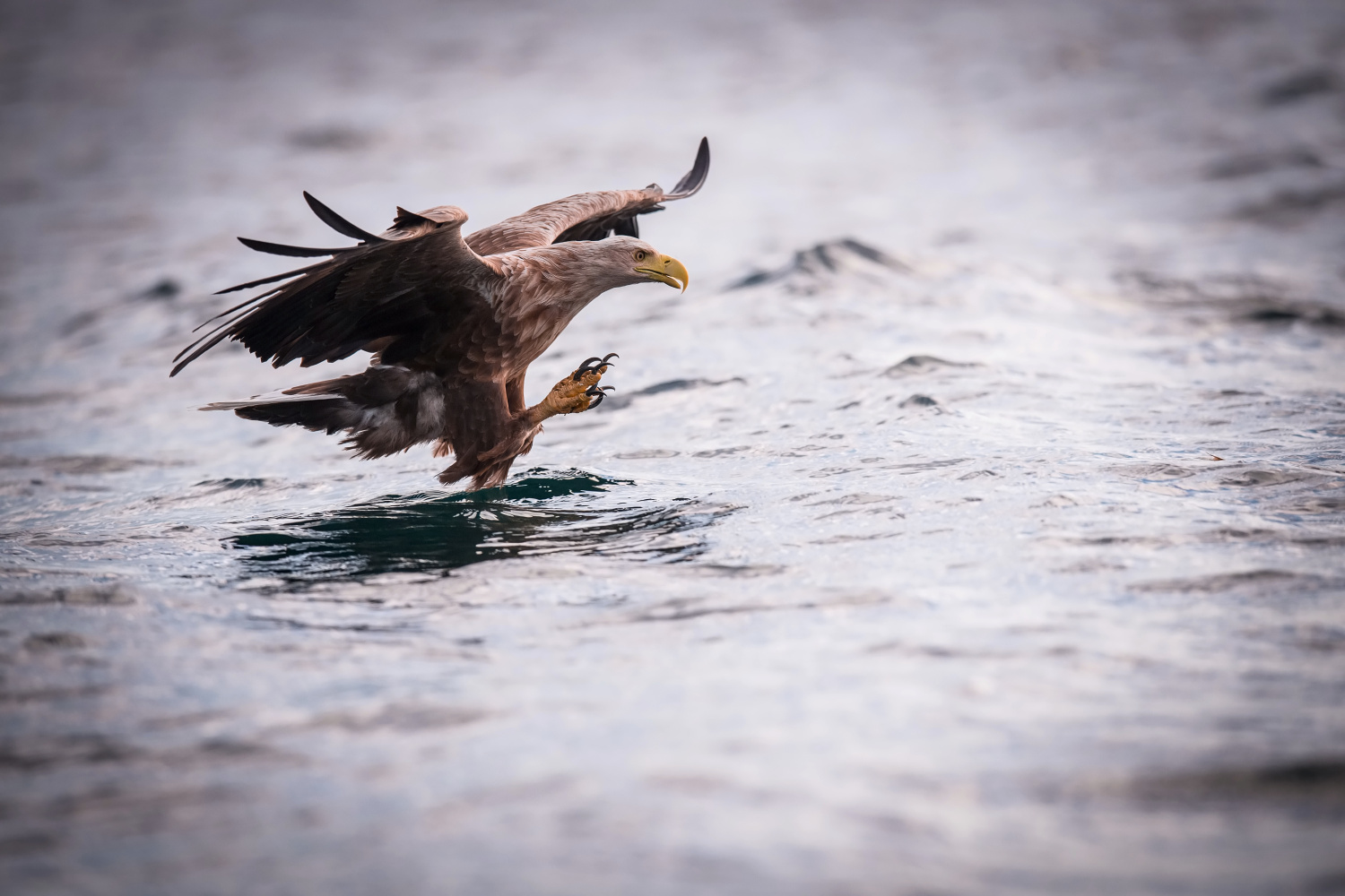 orel mořský (Haliaeetus albicilla) White-tailed eagle