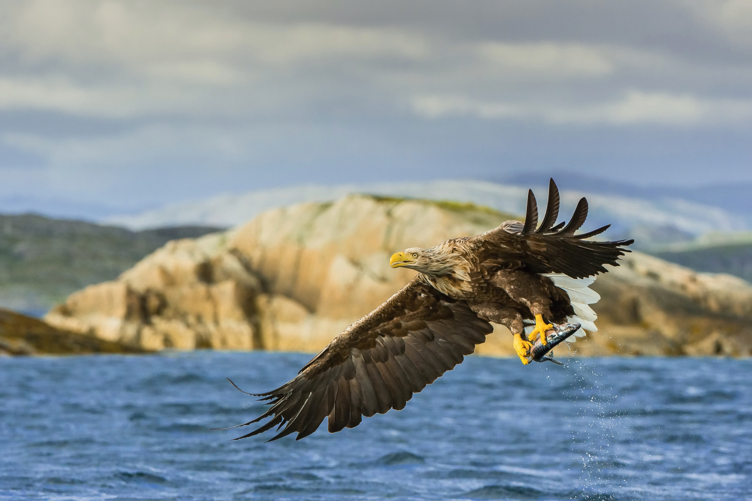 orel mořský (Haliaeetus albicilla) White-tailed eagle