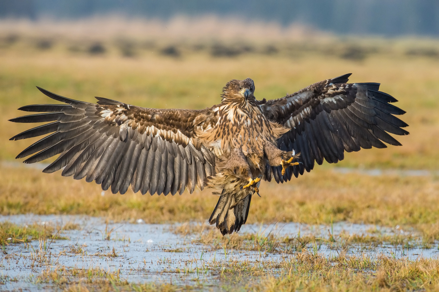 orel mořský (Haliaeetus albicilla) White-tailed eagle