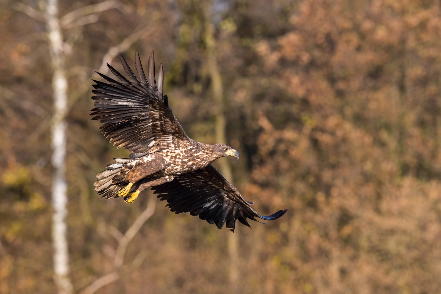 orel mořský (Haliaeetus albicilla) White-tailed eagle