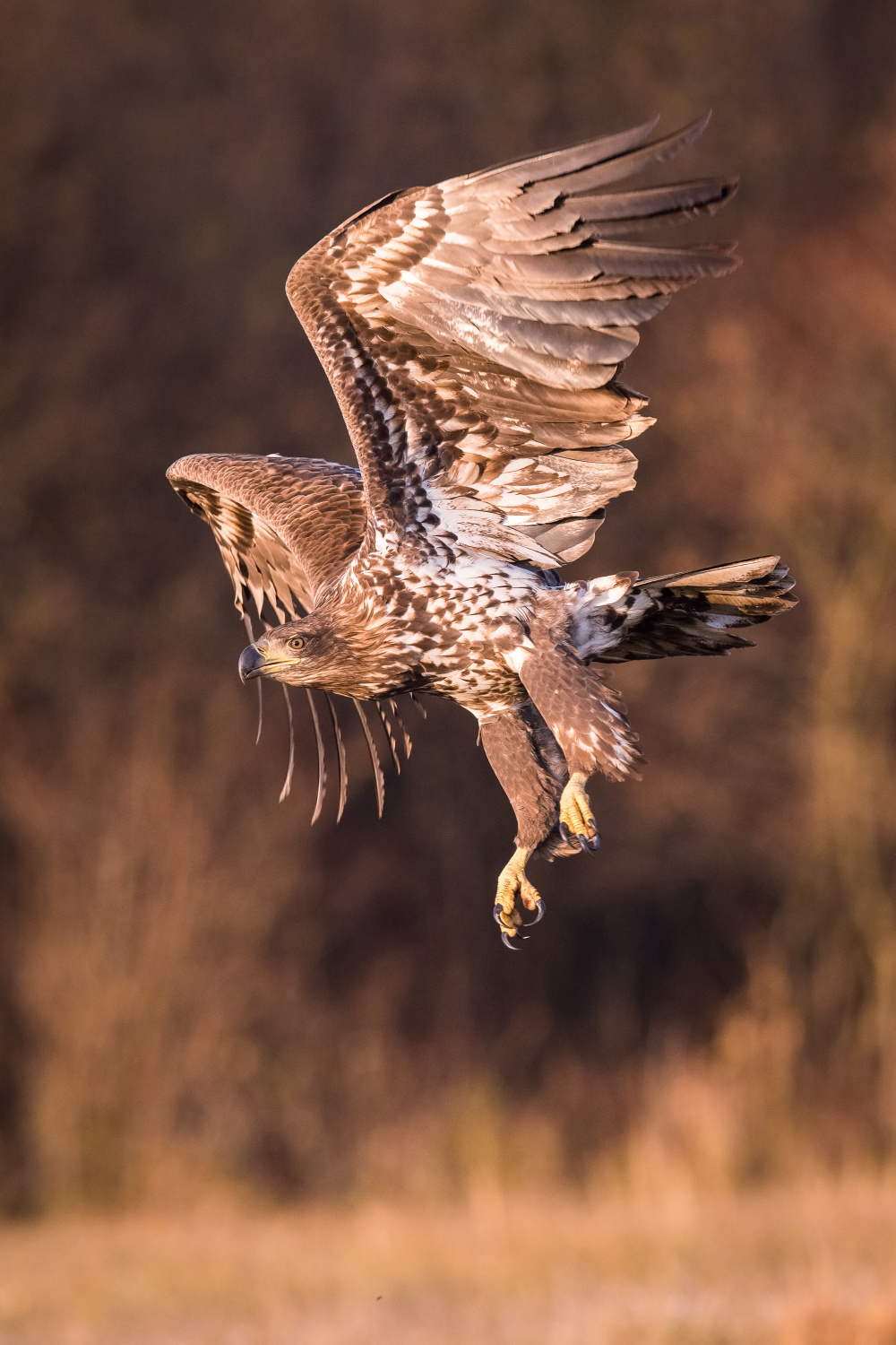 orel mořský (Haliaeetus albicilla) White-tailed eagle