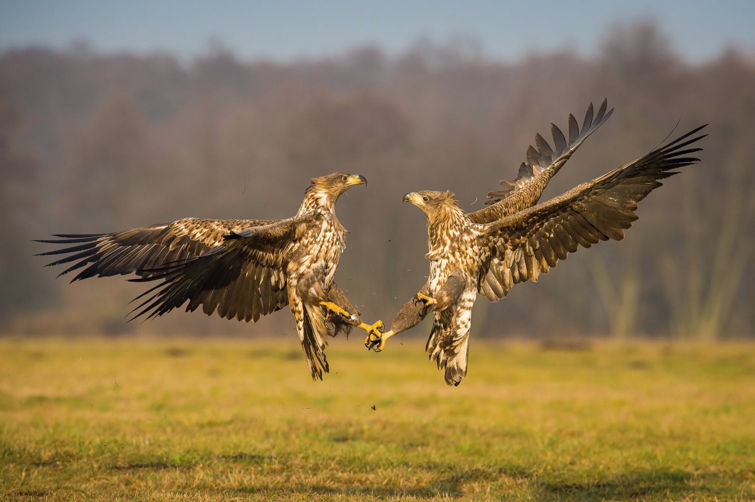 orel mořský (Haliaeetus albicilla) White-tailed eagle